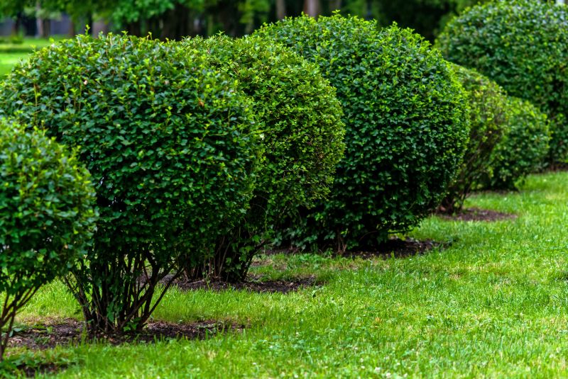 Healthy Shrubs with Proper Care